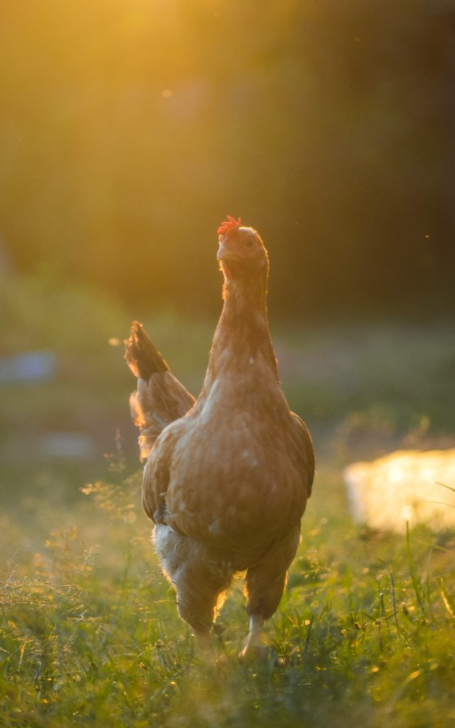 chicken on regenerative farm
