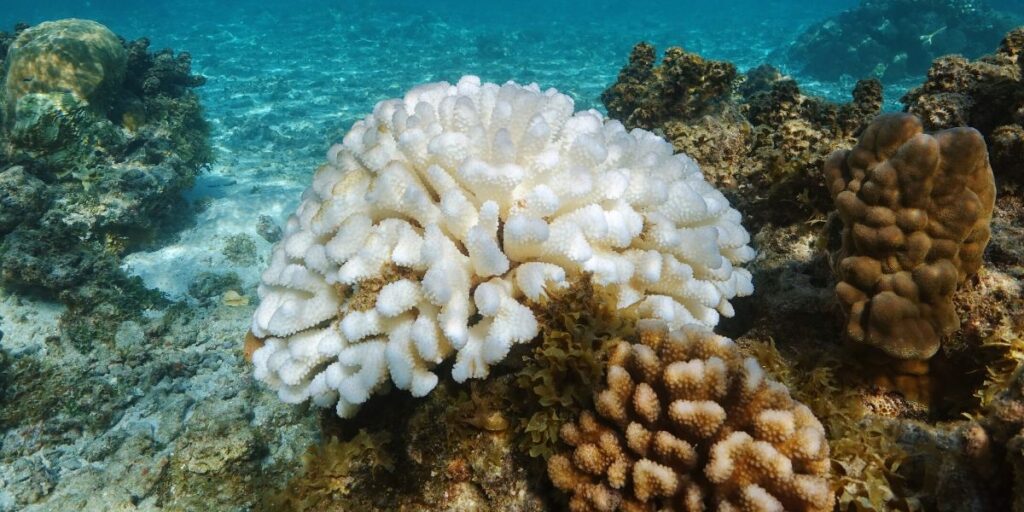 Coral reef with coral bleaching