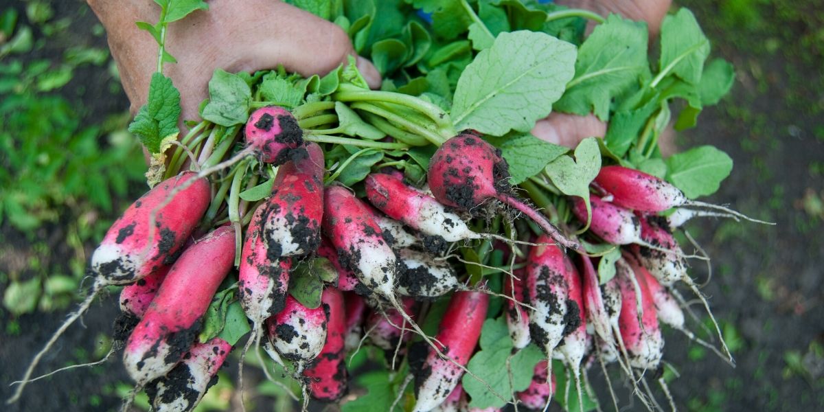Radishes grown in a sustainable home garden