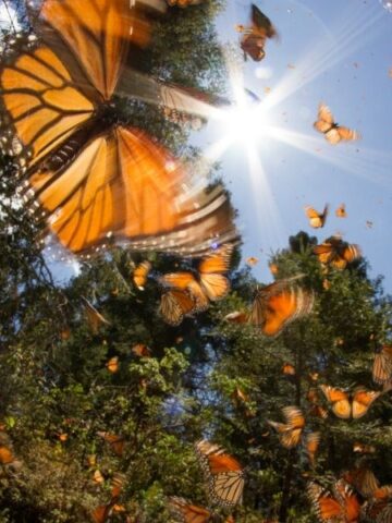 Butterflies with sun and sky above