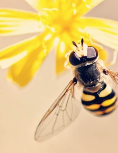 bee on yellow flower